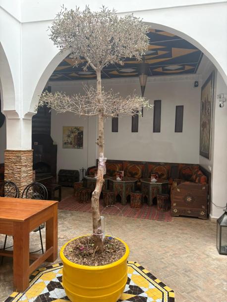 Titled Riad for Sale – Bab Doukkala, Marrakech-16