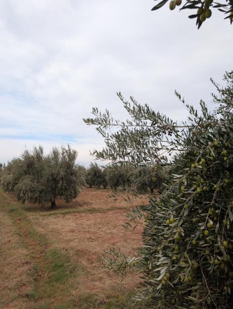 Land for Sale – Route de Fès, Km 38-2