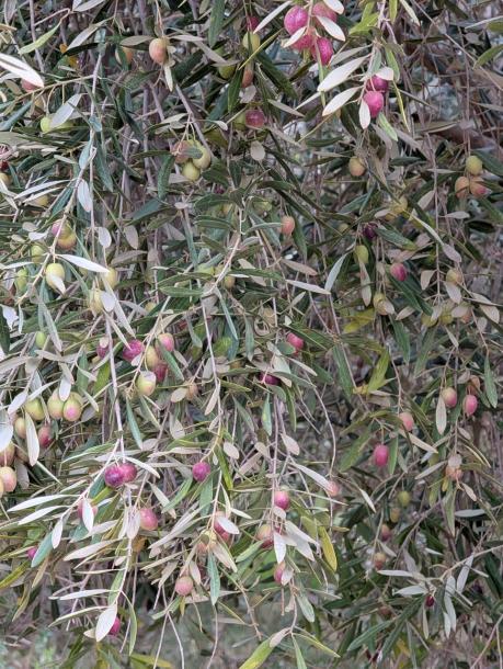 Land for Sale – Route de Fès, Km 38-4